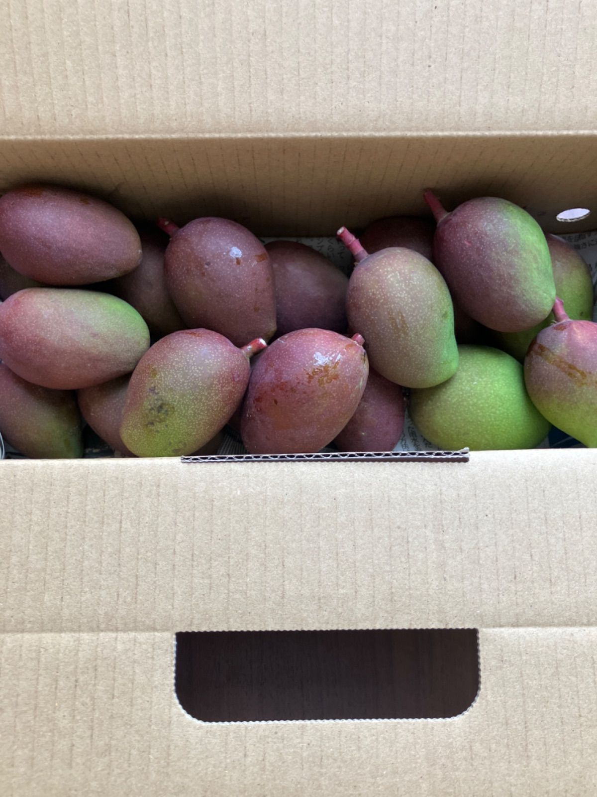 沖縄産 摘果マンゴー1KG(50g〜70g) - メルカリ