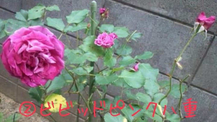 薔薇 八重 挿し木用カット苗 6本 匿名配送 ネコポス お任せ ランダム