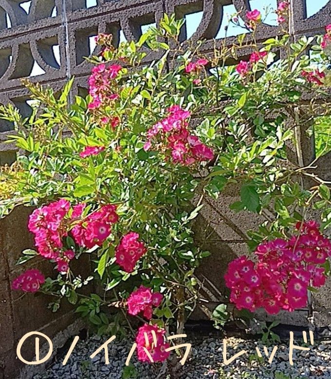薔薇 八重 挿し木用カット苗 6本 お任せ ランダム マイクロミニバラ