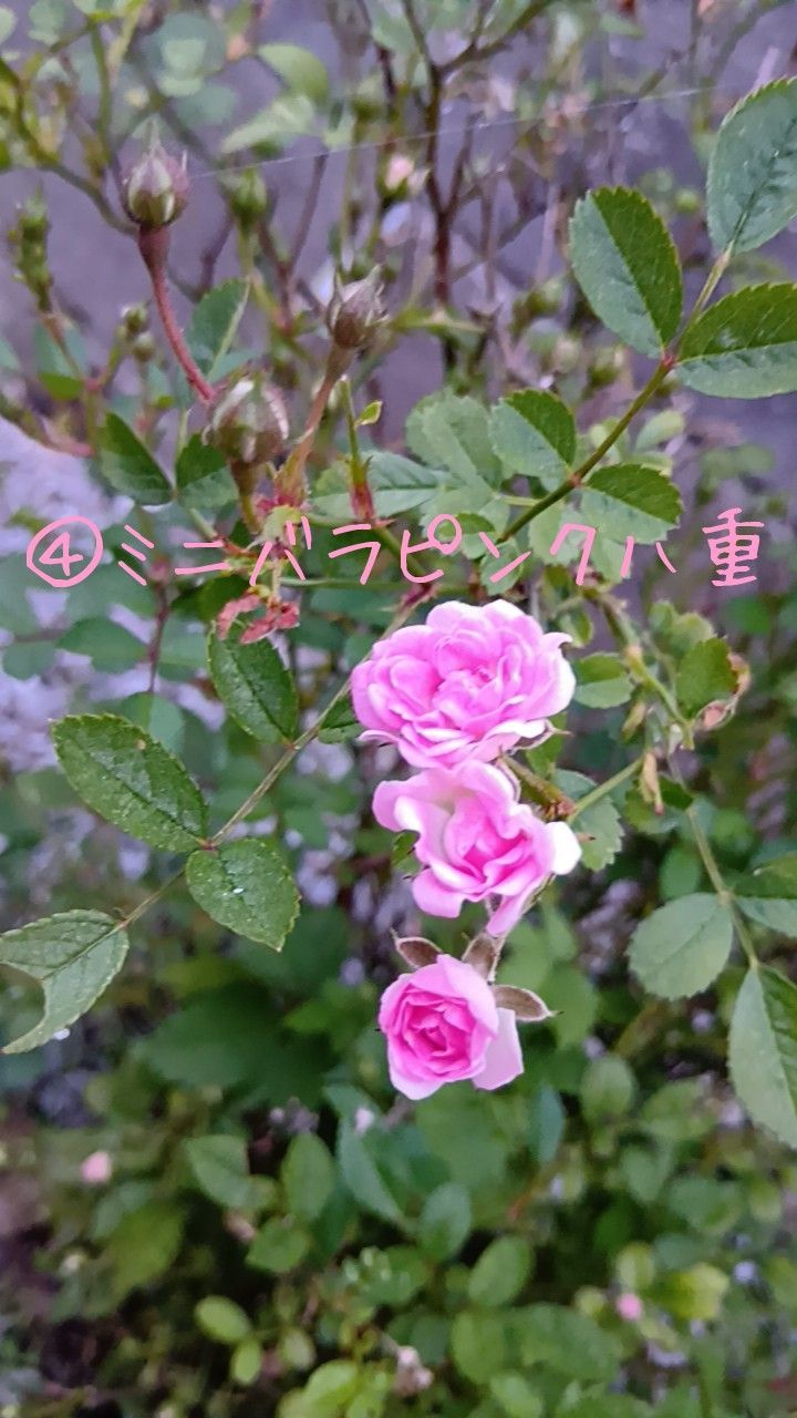 薔薇 八重 挿し木用カット苗 6本 匿名配送 ネコポス お任せ ランダム