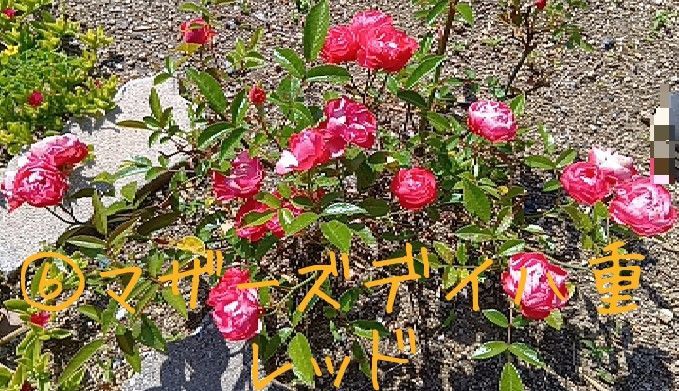 薔薇 八重 挿し木用カット苗 6本 匿名配送 ネコポス お任せ ランダム