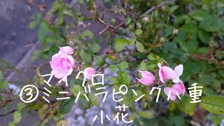 薔薇 八重 挿し木用カット苗 6本 匿名配送 ネコポス お任せ ランダム