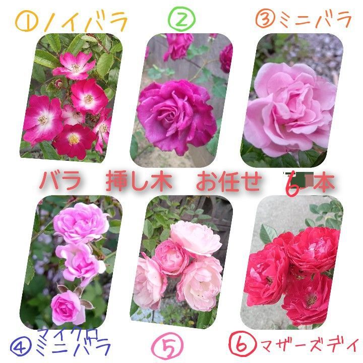 薔薇カット枝3本　ネコポス便発送 薔薇 八重 挿し木用カット苗 6本 匿名配送 ネコポス お任せ ランダム