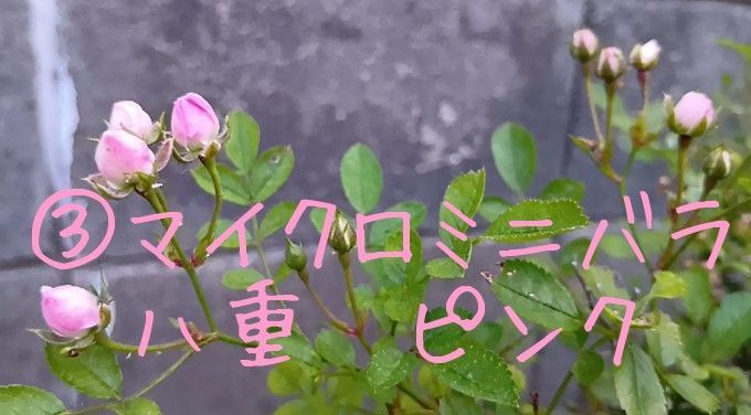 薔薇 八重 挿し木用カット苗 6本 匿名配送 ネコポス お任せ ランダム