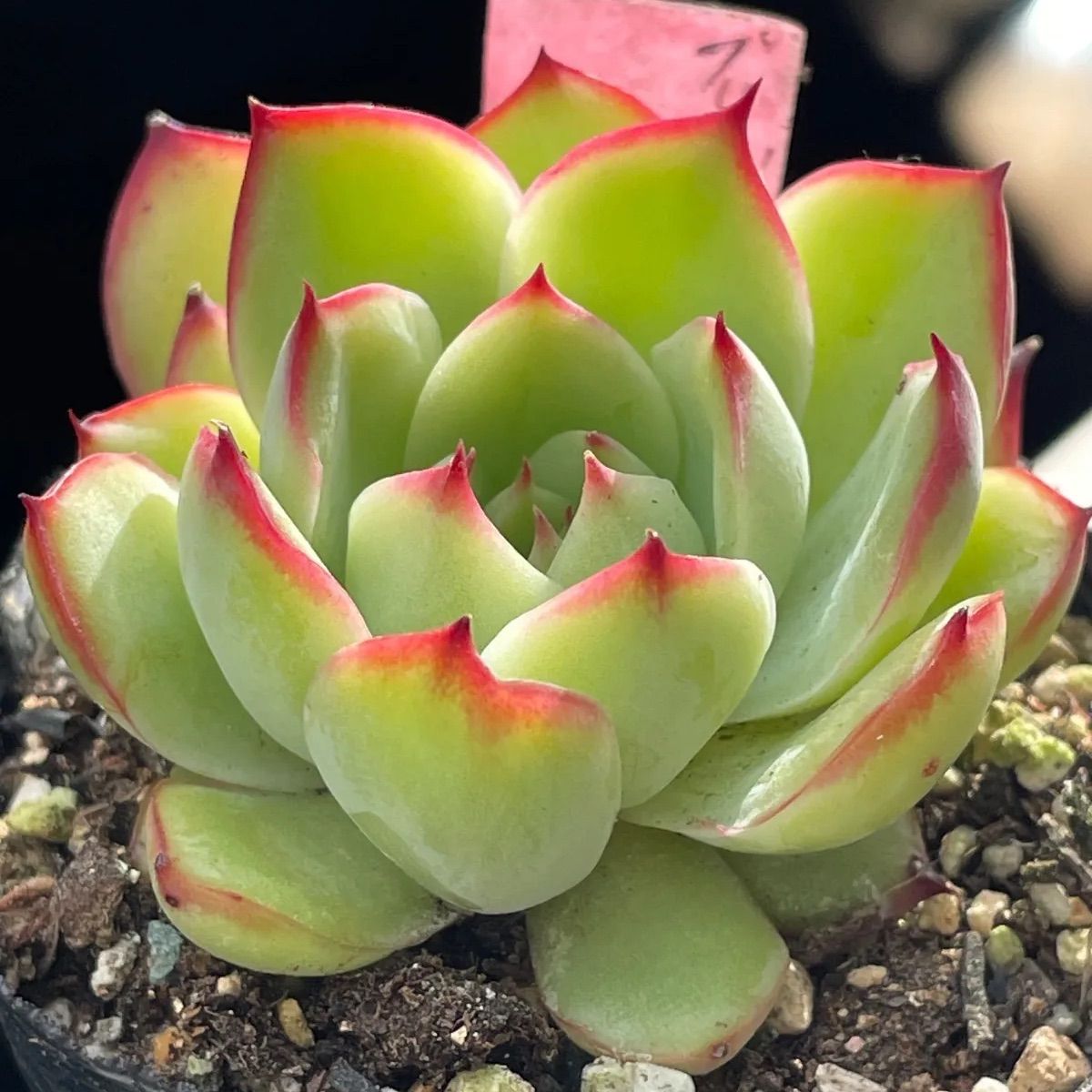 多肉植物　プリドニス錦 【公式通販】 抜き苗【特定記録付】 大苗 プリドニス錦 多肉植物 抜き苗【特定記録付】  大苗 フラワー・ガーデニング
