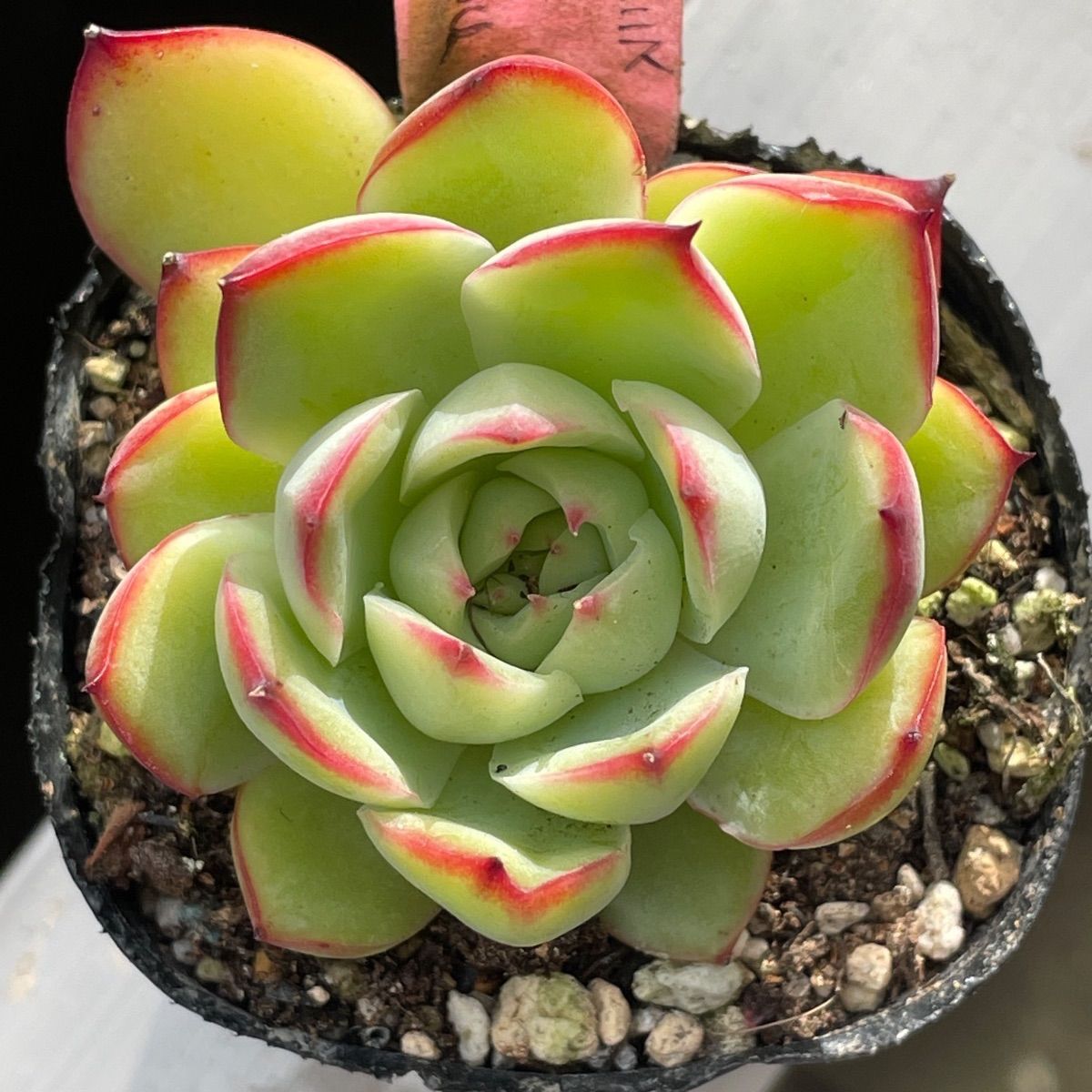 大苗 多肉植物　プリドニス錦  c760402c7617cbbe53bad4913be199 抜き苗【特定記録付】 フラワー・ガーデニング