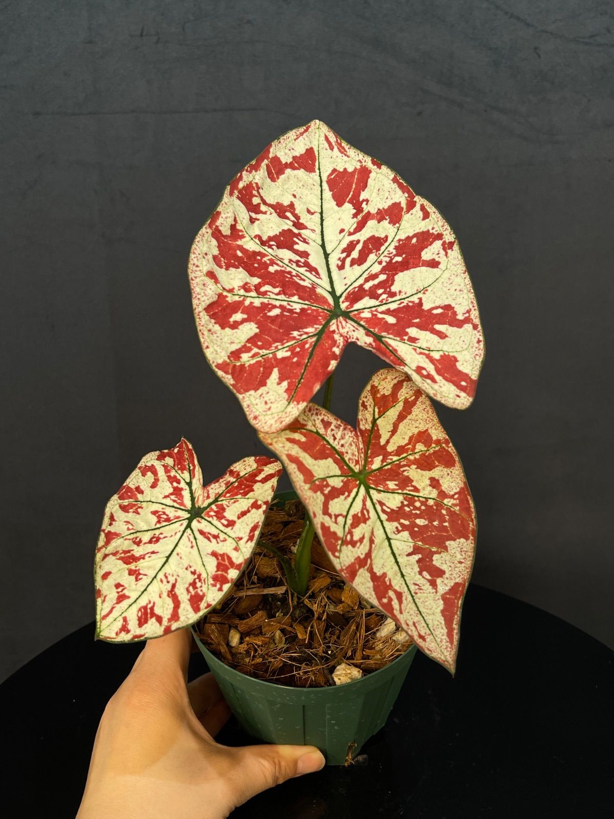 Caladium The Only One In the Universeカラジウム　ユニバース　中株