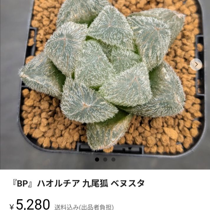 『BP』ハオルチア おまとめ