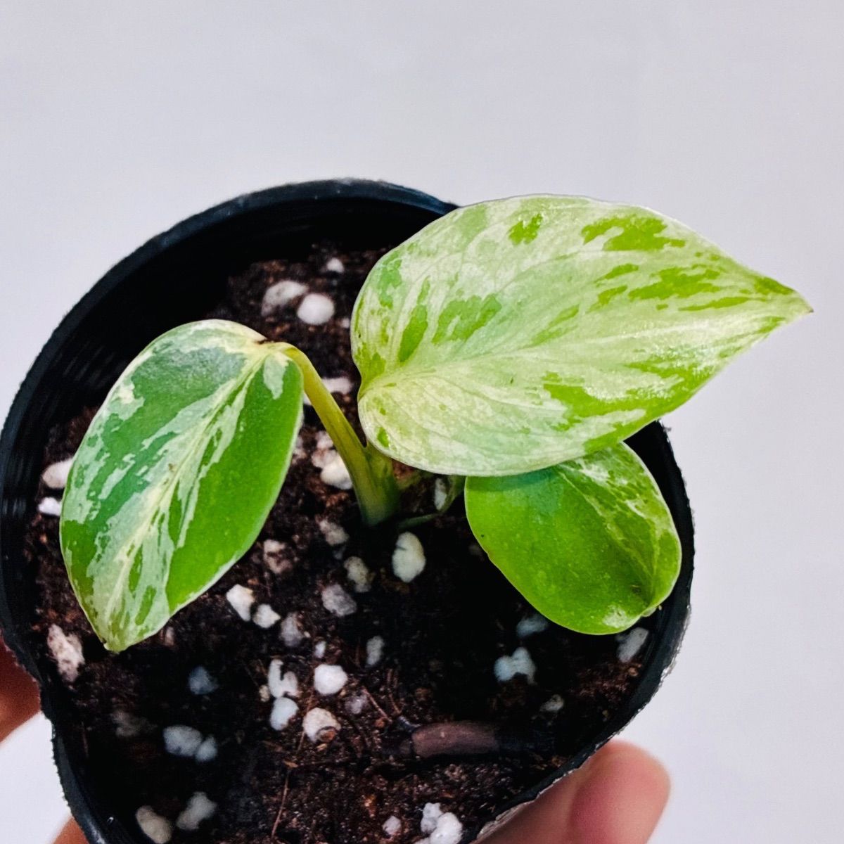 Monstera deliciosa “Bulbasaur” バルバソー/ベトシオーサ TC株・順化