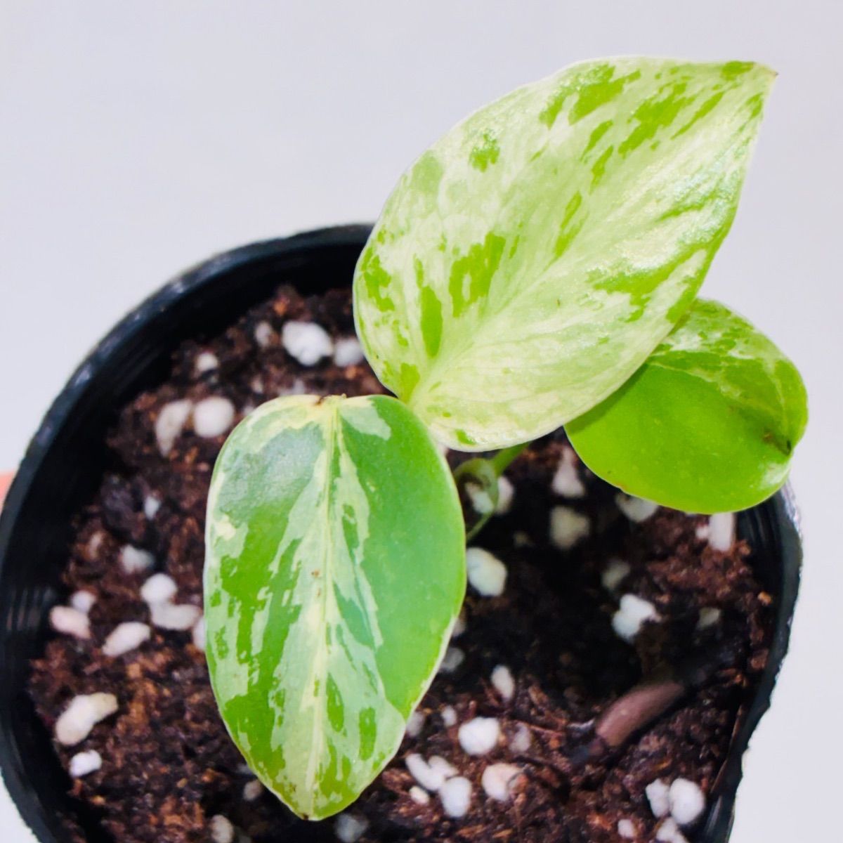 Monstera deliciosa “Bulbasaur” バルバソー/ベトシオーサ TC株・順化