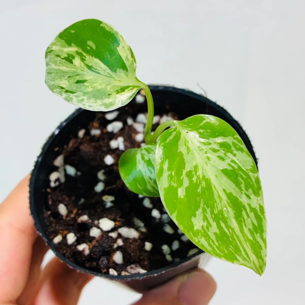 Monstera deliciosa “Bulbasaur” バルバソー/ベトシオーサ TC株・順化