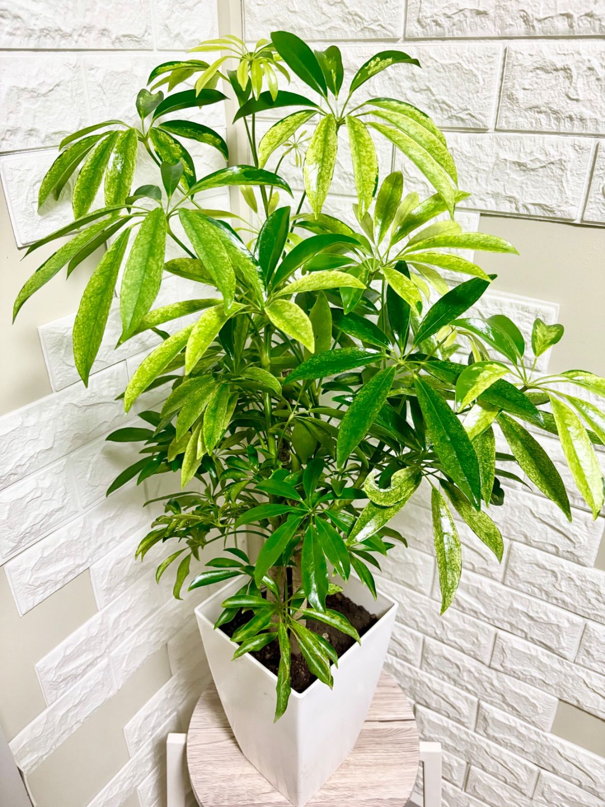 斑入り⭐️シェフレラカポック⭐️2本立ち 観葉植物 - メルカリ