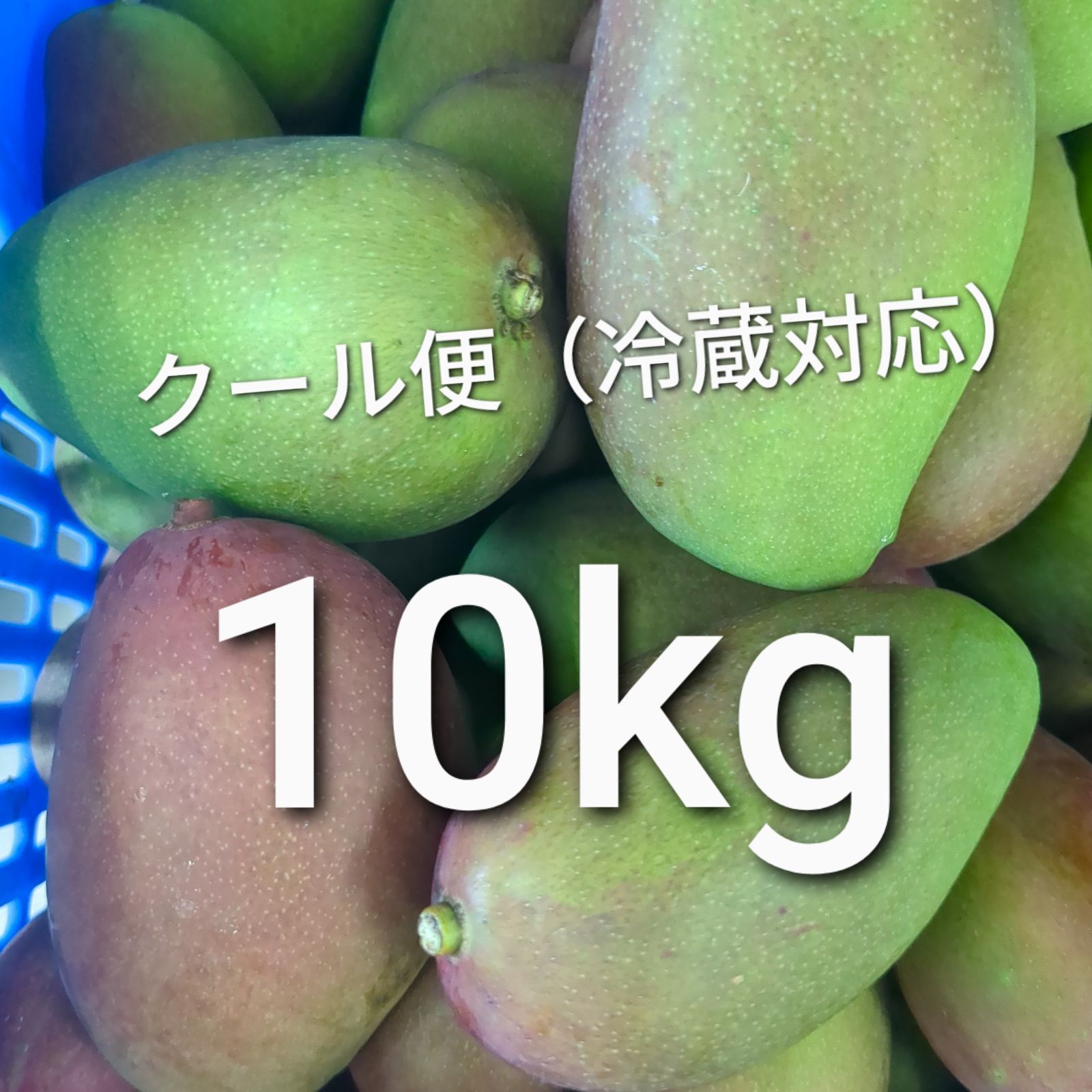 大きめサイズ【クール便対応】沖縄県産 青マンゴー 摘果マンゴー