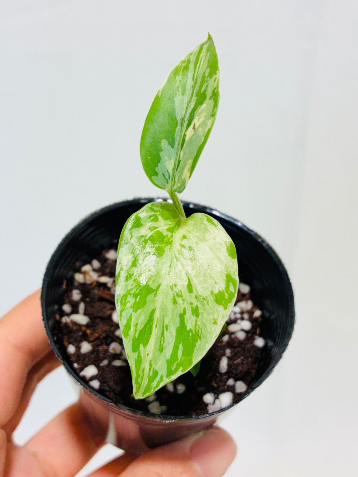 Monstera deliciosa “Bulbasaur” バルバソー/ベトシオーサ TC株・順化
