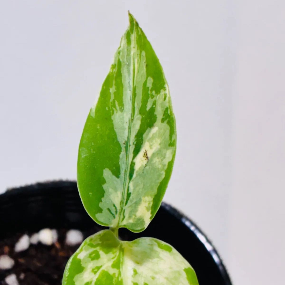 Monstera deliciosa “Bulbasaur” バルバソー/ベトシオーサ TC株・順化