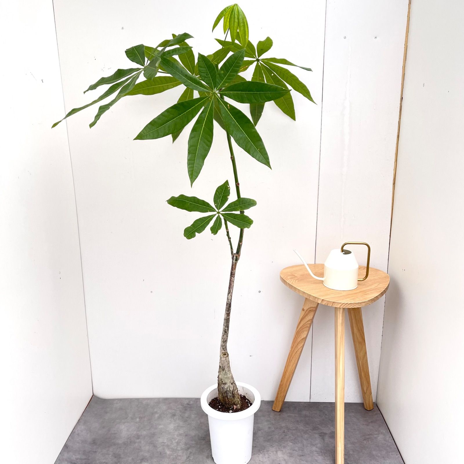 パキラ　実生　16【現品】観葉植物　室内　7号