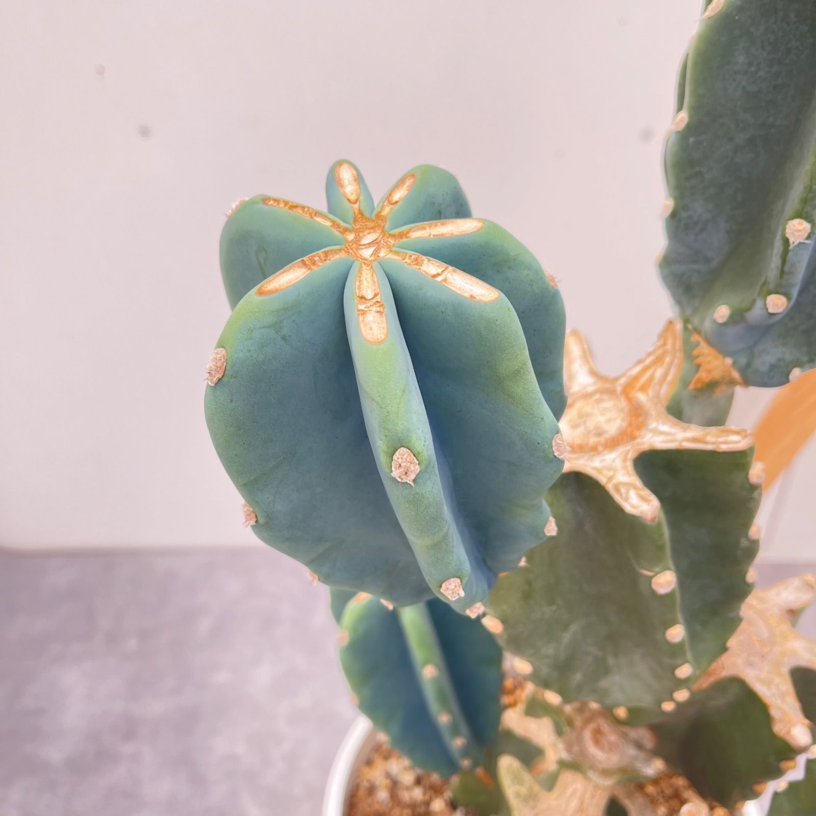 柱サボテン ブランチ 18【現品】観葉植物 室内 ドライガーデン 大型