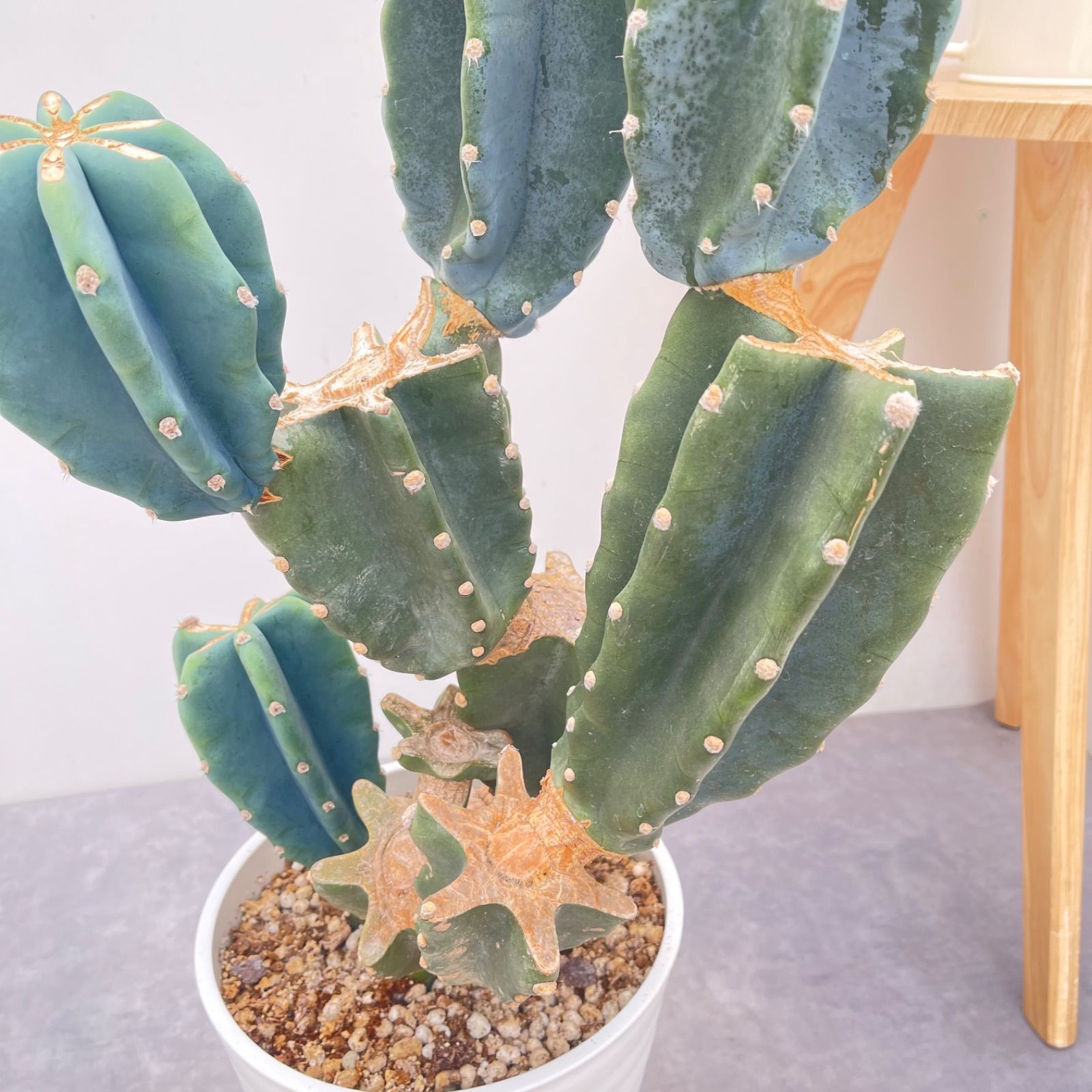 柱サボテン ブランチ 18【現品】観葉植物 室内 ドライガーデン 大型