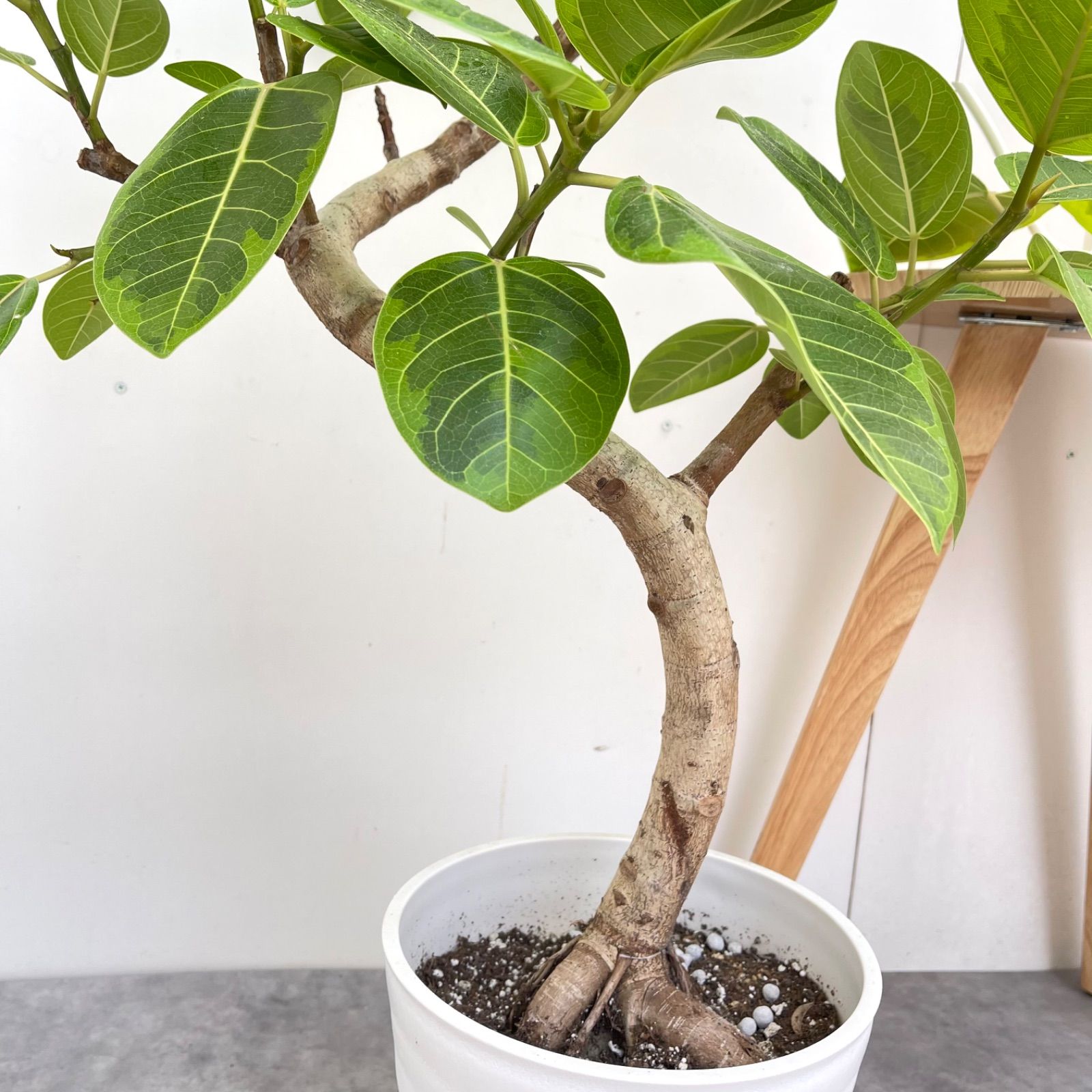 現品　フィカス　ゴムの木　アルテシマ　曲がり　9番　観葉植物　インテリアグリーン imgrc0076705766.jpg フィカス