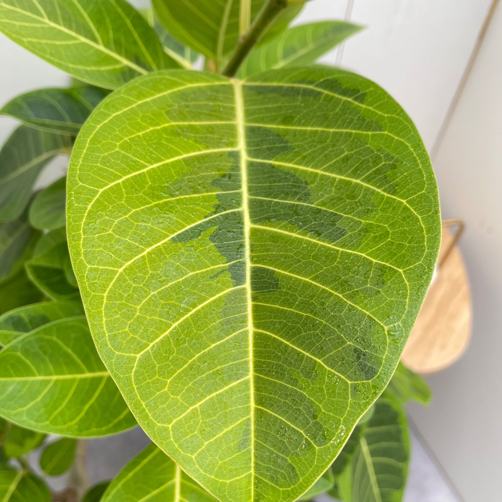 現品　フィカス　ゴムの木　アルテシマ　曲がり　9番　観葉植物　インテリアグリーン メルカリ - 大型 室内 9【現品】観葉植物 曲がり アルテシマ フィカス フィカス