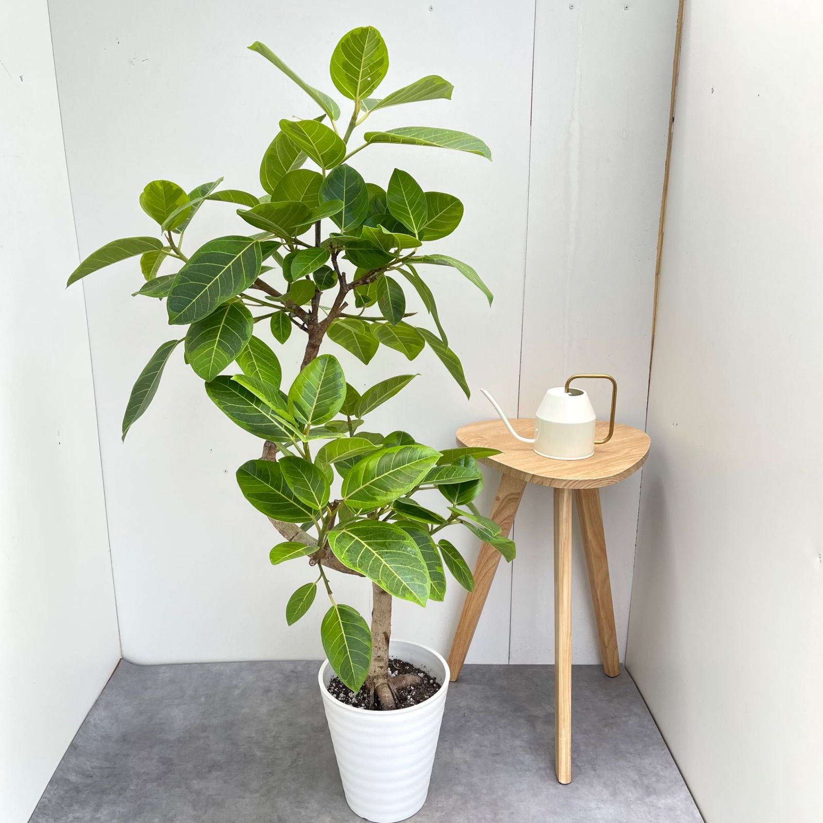 ［現品］91番　フィカス　アルテシマ　曲がり　7号　観葉植物　室内　大型　背高め フィカス・アルテシーマ（曲がり） 7号鉢 観葉植物と植木鉢の専門店 フィカス