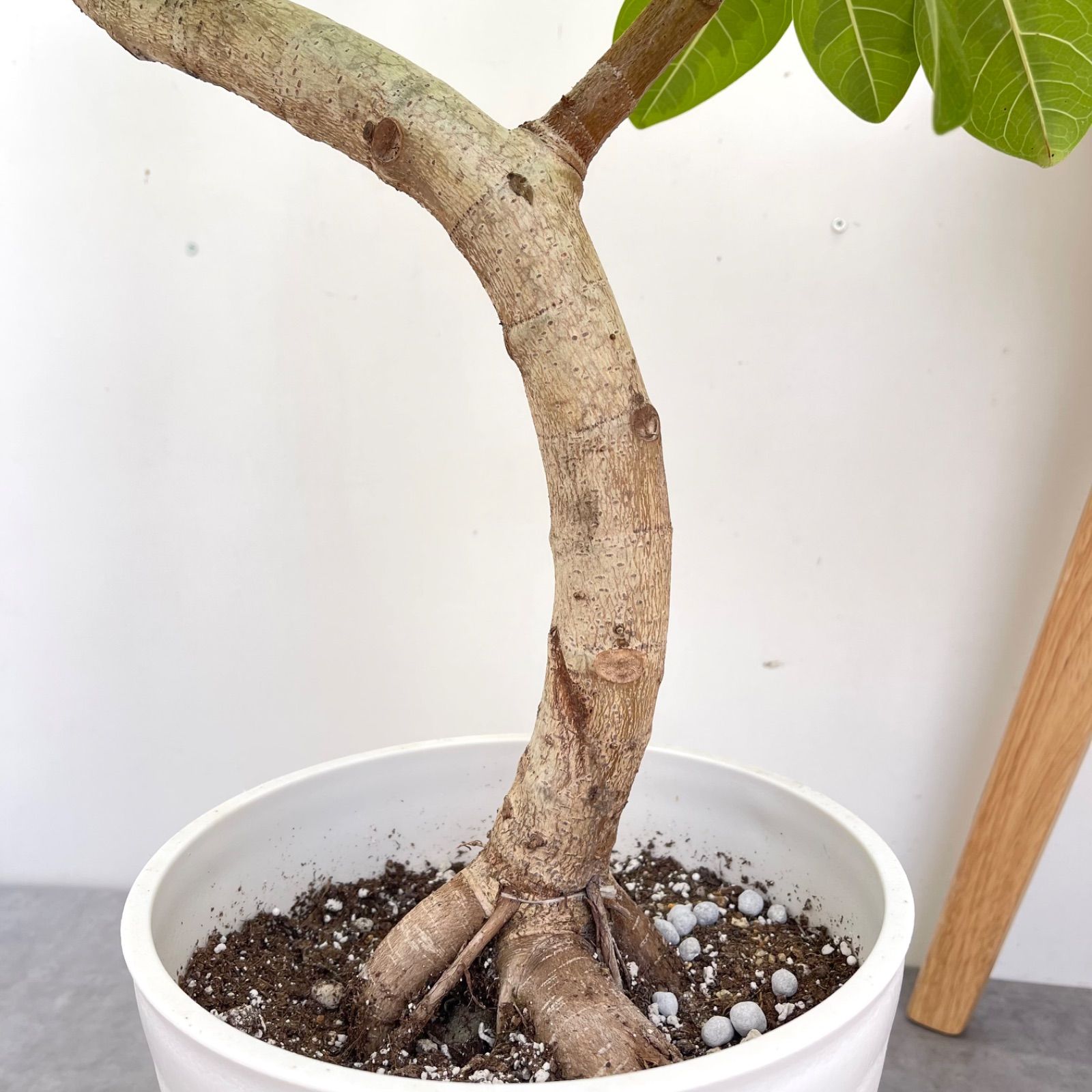 フィカス アルテシマ 曲がり 9【現品】観葉植物 室内 大型 - メルカリ