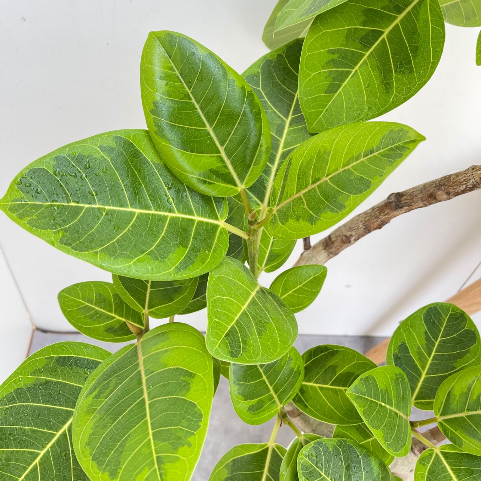 フィカス アルテシマ 曲がり 9【現品】観葉植物 室内 大型 - メルカリ