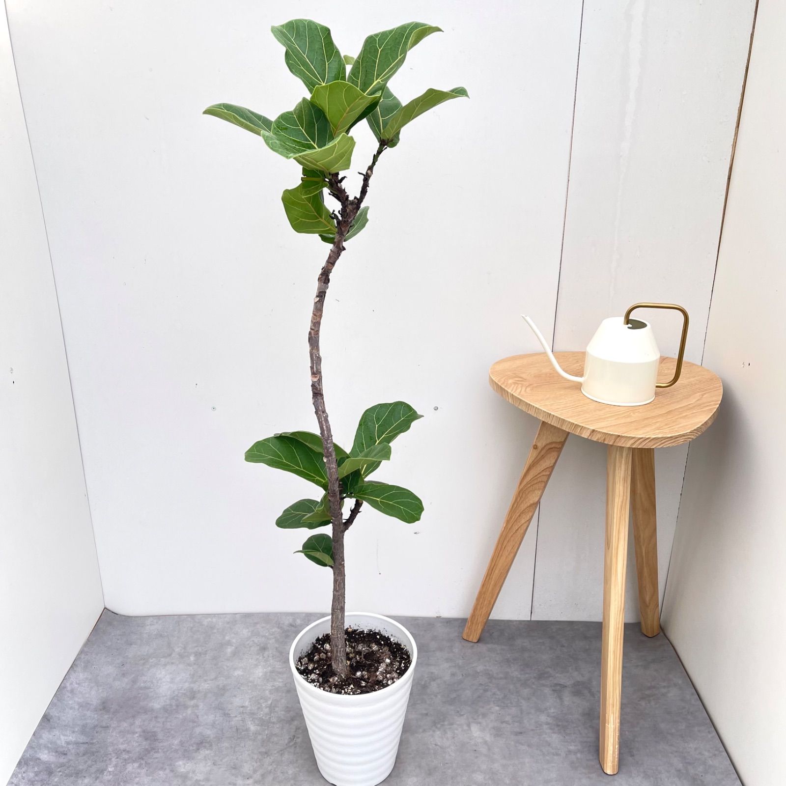 カシワバゴム フィカス リラータ 5【現品】観葉植物 室内 7号 - メルカリ