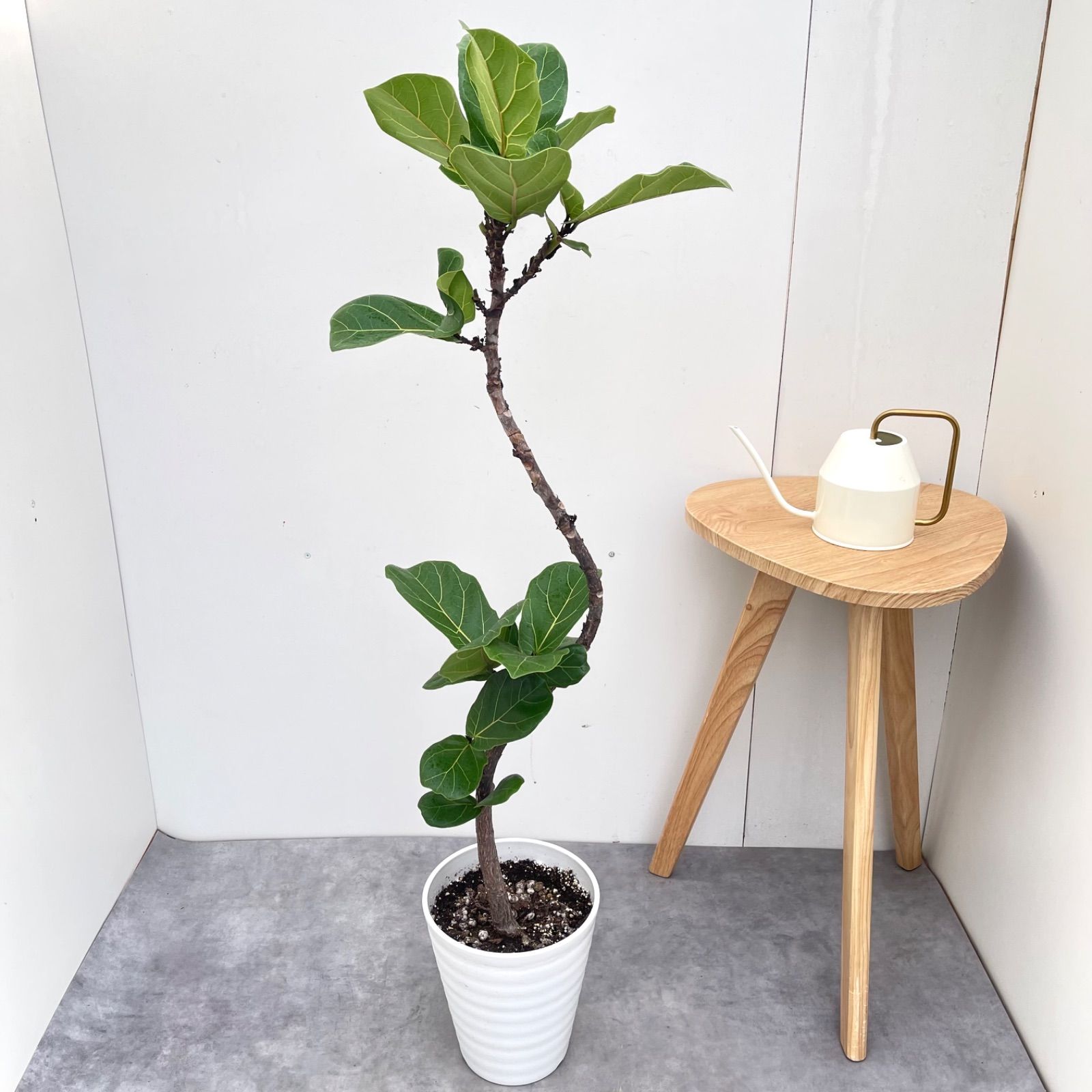 カシワバゴム　フィカス　リラータ　5【現品】観葉植物　室内　7号 観葉植物 カシワバゴム フィカス リラータ 5【現品】観葉植物 室内 7号