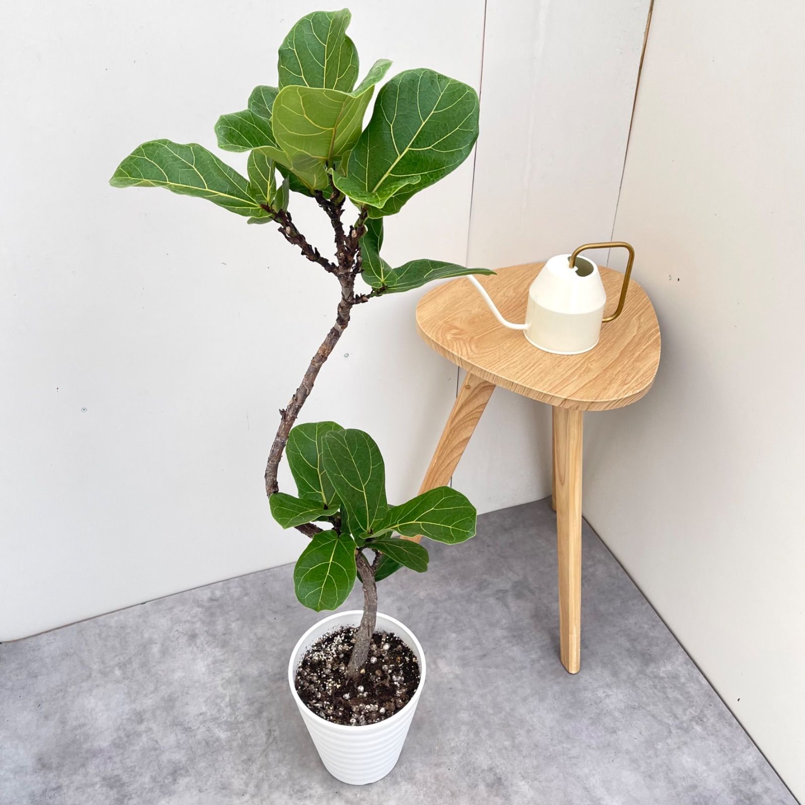 観葉植物 フィカス リラータ カシワバゴム カシワバゴム フィカス リラータ 5【現品】観葉植物 室内 7号 - メルカリ