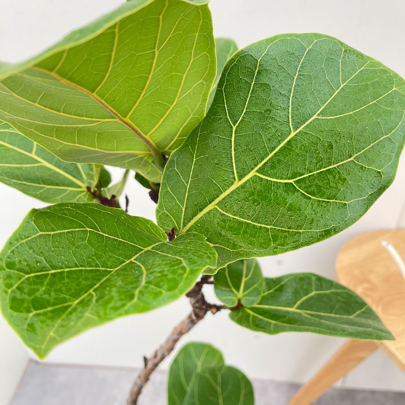 カシワバゴム　フィカス　リラータ　5【現品】観葉植物　室内　7号 観葉植物 カシワバゴム フィカス リラータ 5【現品】観葉植物 室内 7号