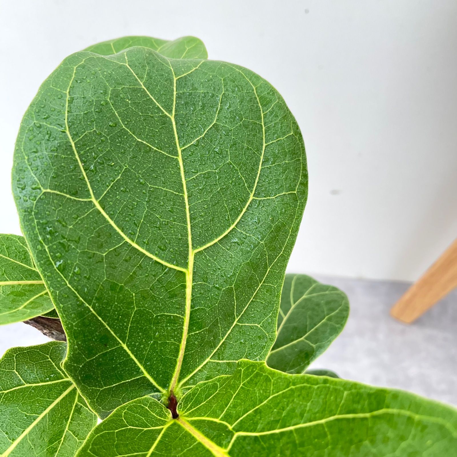 観葉植物 カシワバゴム フィカス リラータ 5【現品】観葉植物 室内 7号