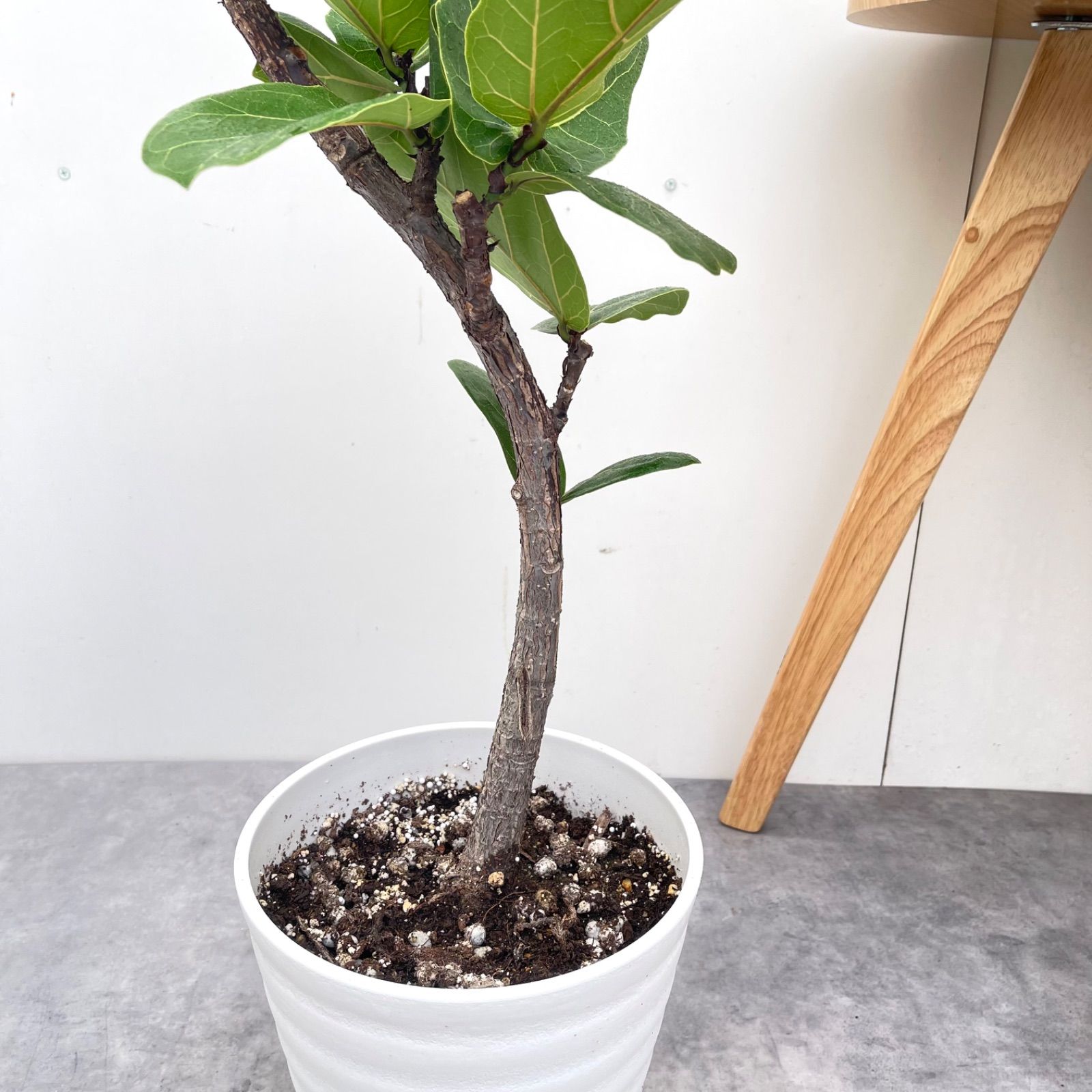 観葉植物 カシワバゴム フィカス リラータ 5【現品】観葉植物 室内 7号