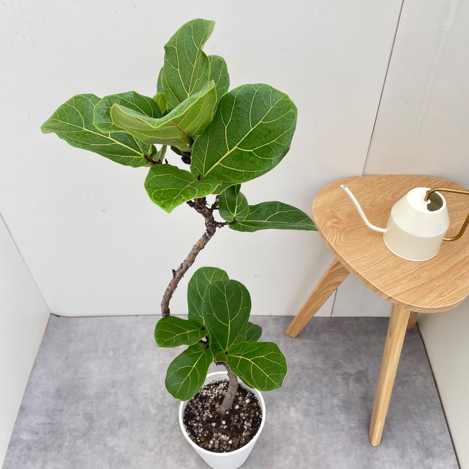 観葉植物 カシワバゴム フィカス リラータ 5【現品】観葉植物 室内 7号