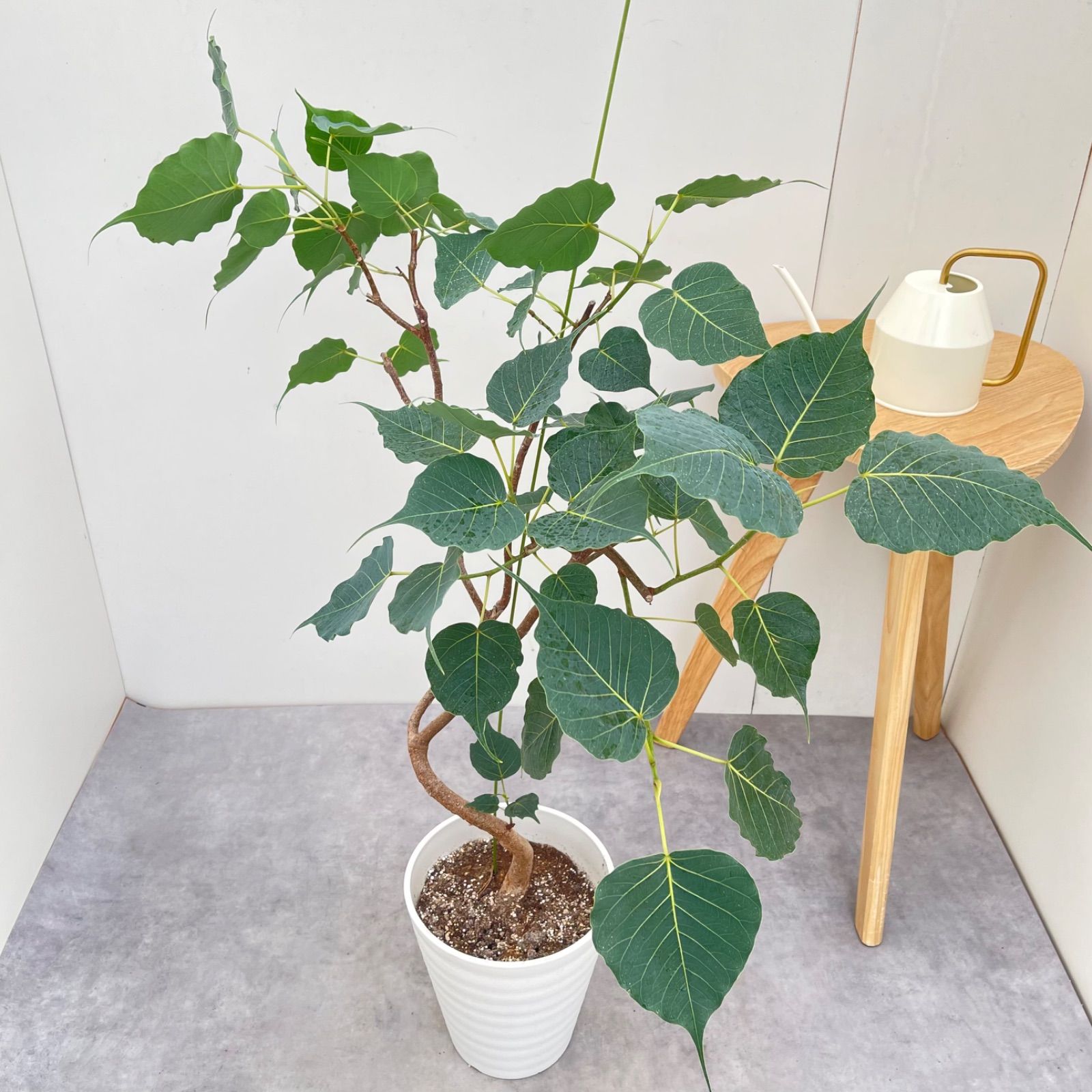 インドボダイジュ　フィカス　レリギオーサ　10【現品】観葉植物　室内　7号