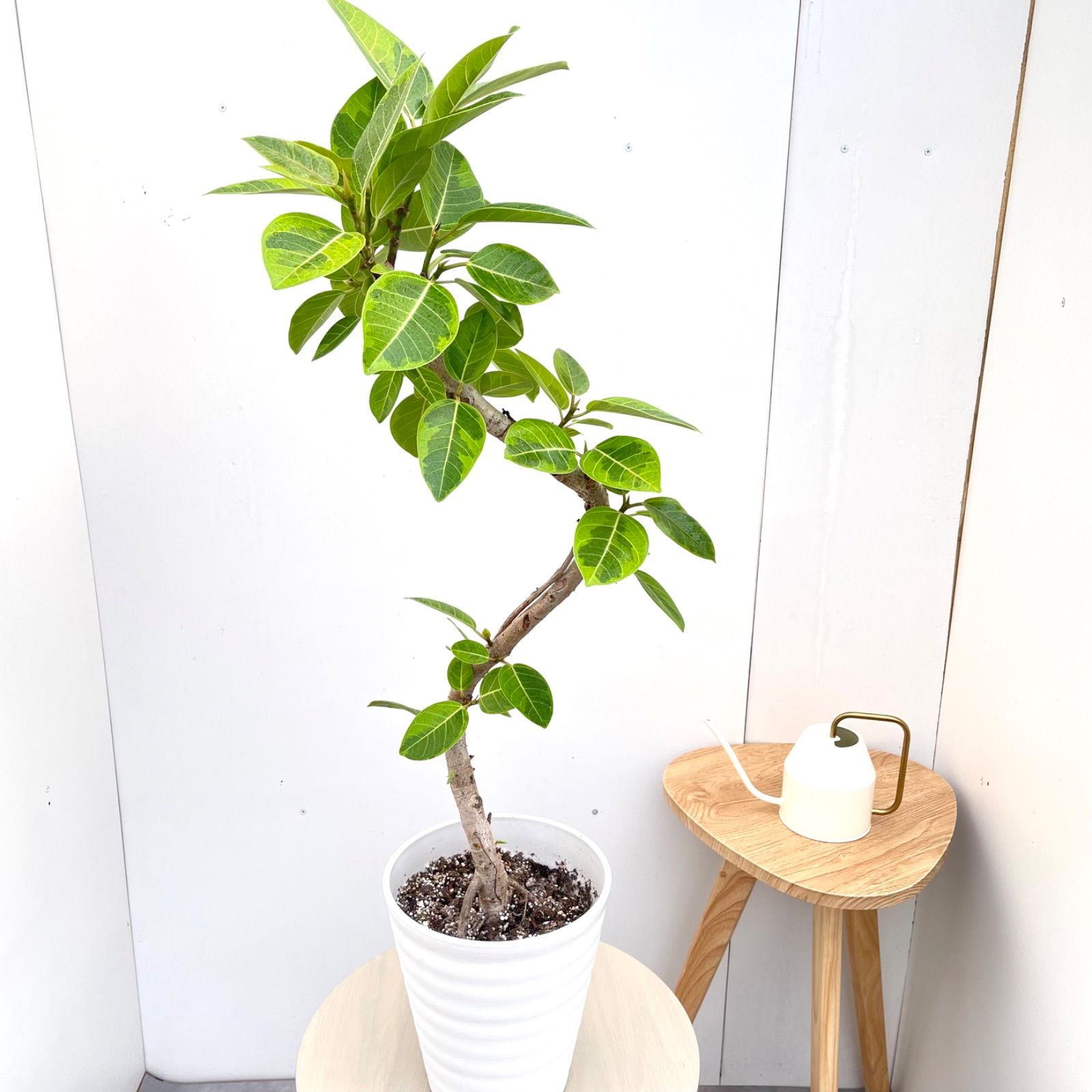 フィカス　アルテシマ　曲がり　16【現品】観葉植物　室内　7号