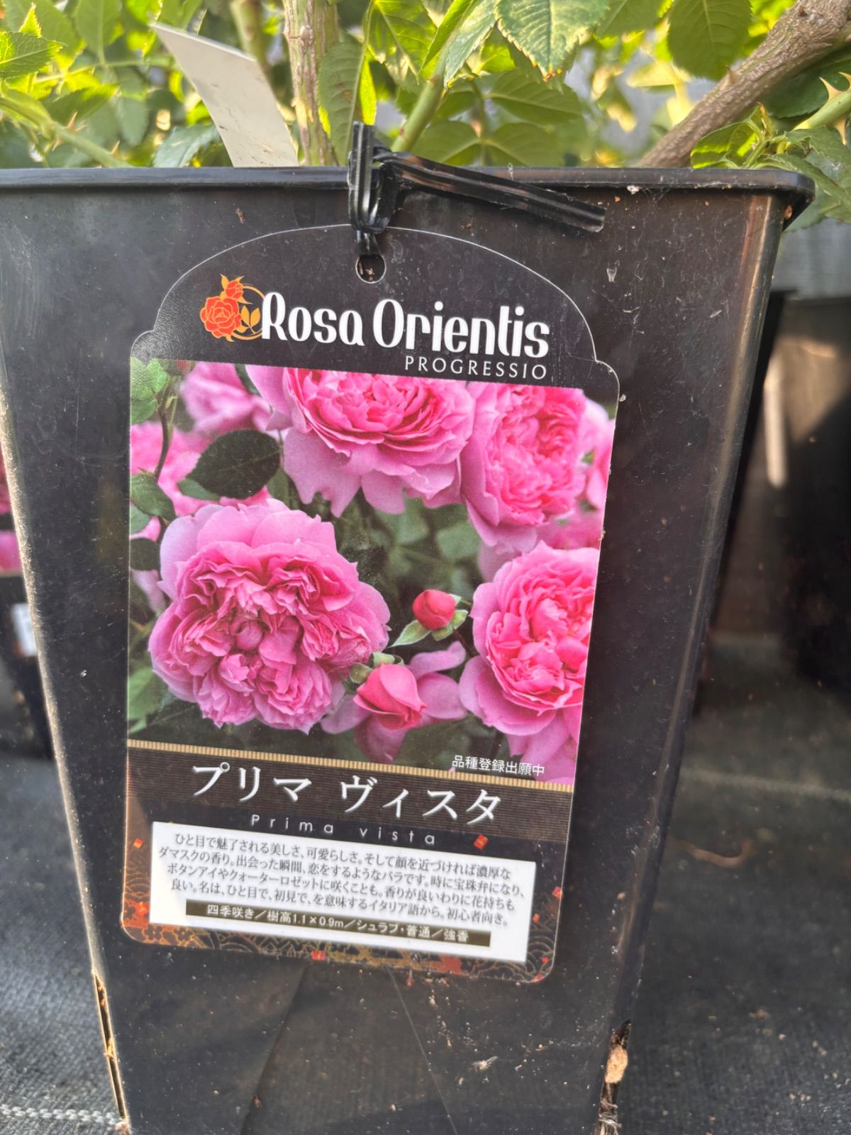 プリマヴィスタ　接木大苗　6号鉢