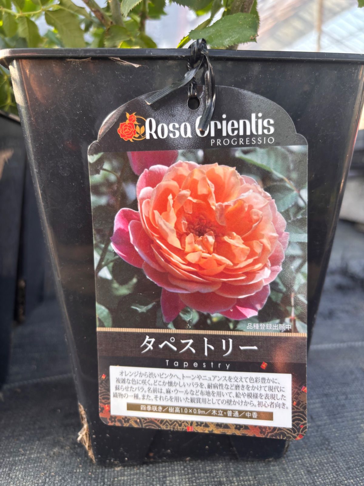 タペストリー　接木大苗　6号鉢