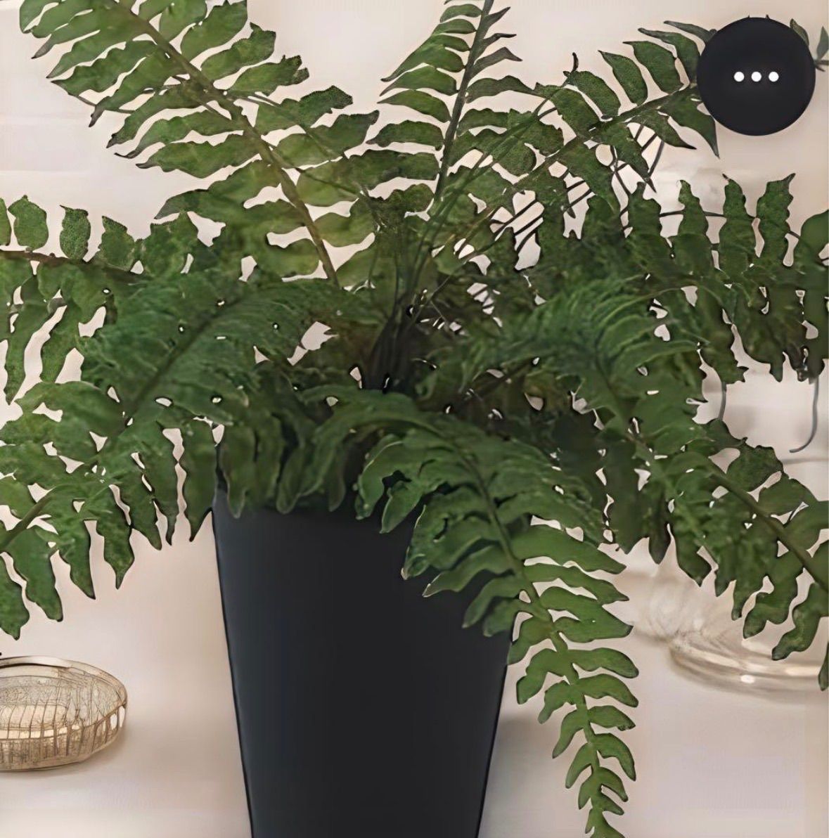 光触媒　人工観葉植物　ウォールグリーン　フェイクグリーン　特大ボストンファンR 光触媒 人工観葉植物 ウォールグリーン フェイクグリーン ボストン