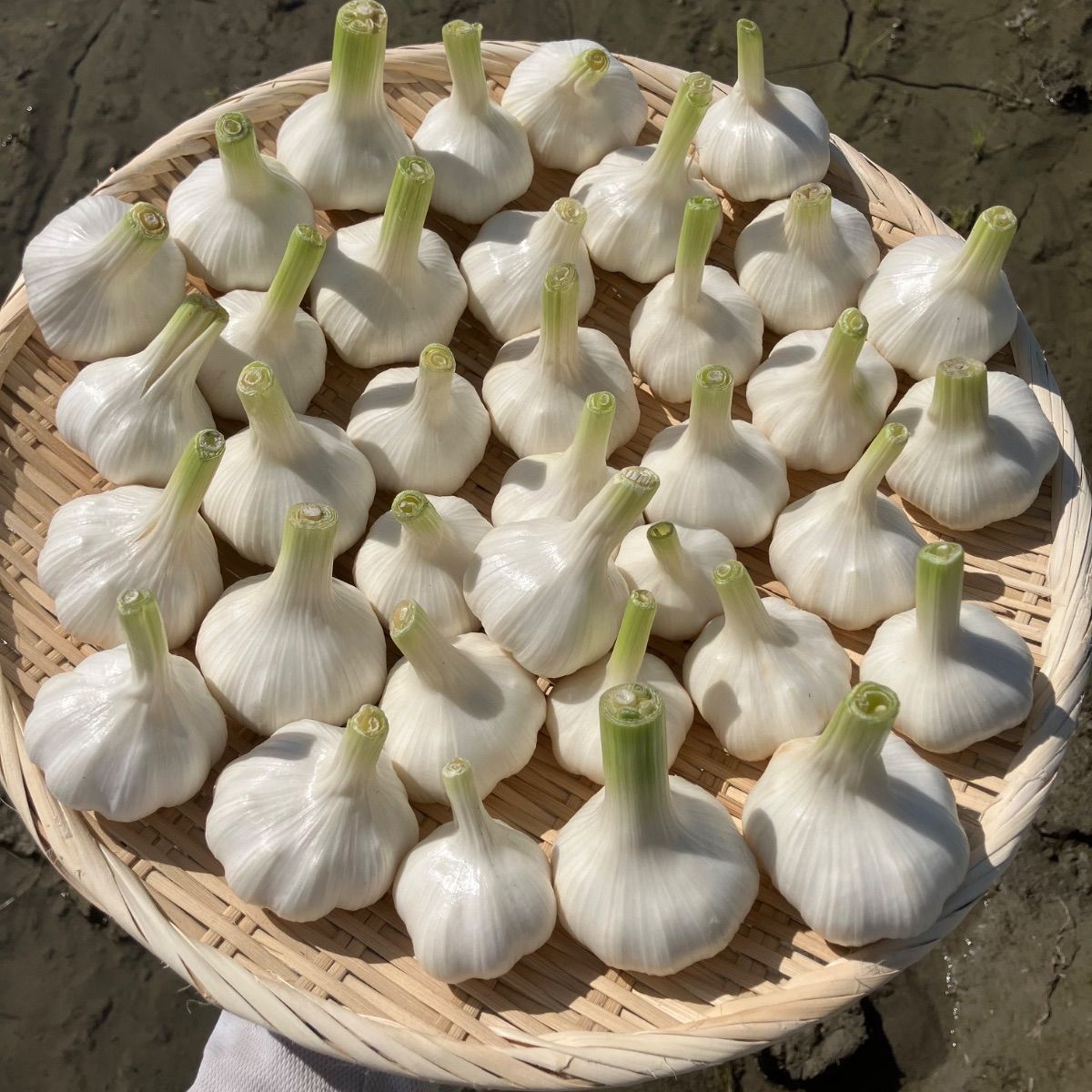 [採れたて!!産地直送] 新ニンニク 5kg??‍?