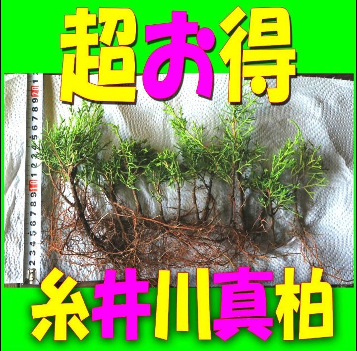 糸魚川真柏 苗 超お得 12本 盆栽素材 ミニ盆栽 ネコポス翌日発送、翌日
