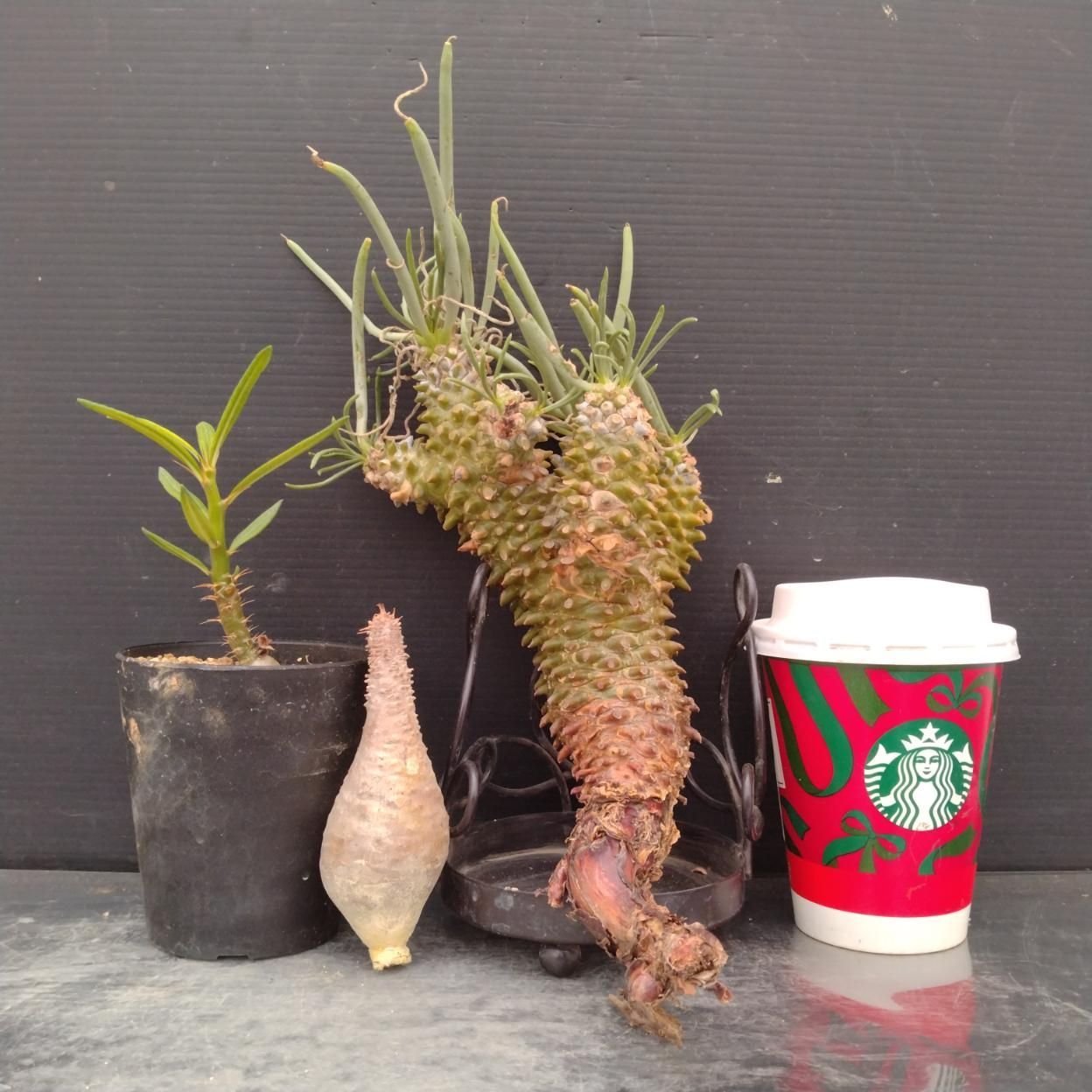 D059 「イベント品」T.ワリチー・P.グラキリスSS・P.サキュレンタム実生 　抜き苗+鉢植え3株セット【発根未確認・多肉植物・塊根植物】