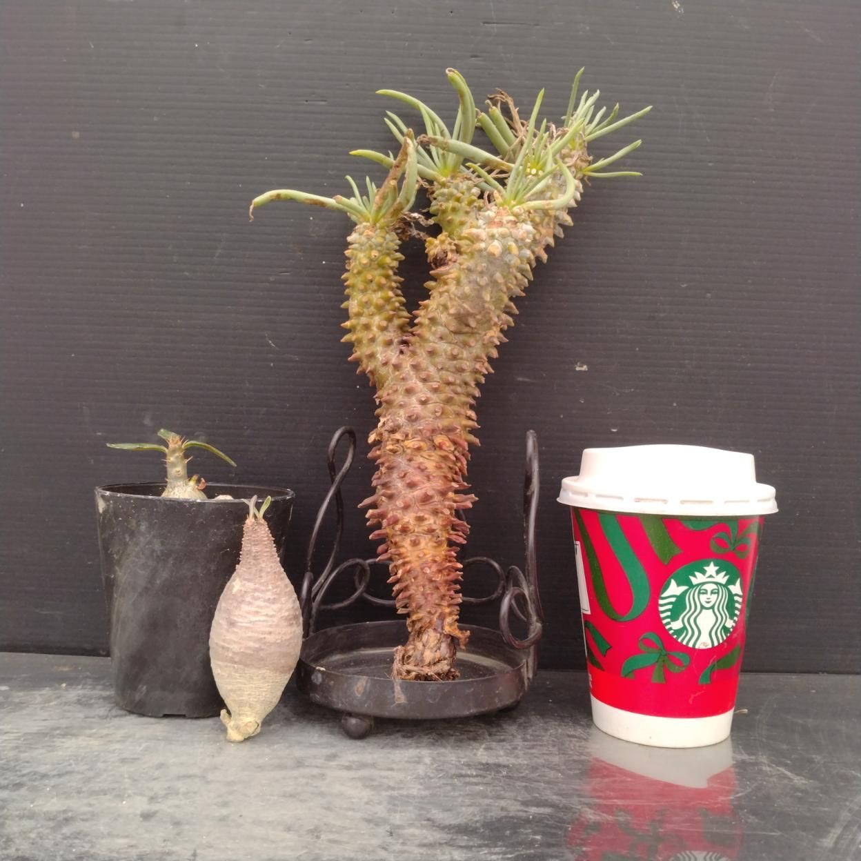 D060 「イベント品」T.ワリチー・P.グラキリスSS・P.サキュレンタム実生 　抜き苗+鉢植え3株セット【発根未確認・多肉植物・塊根植物】