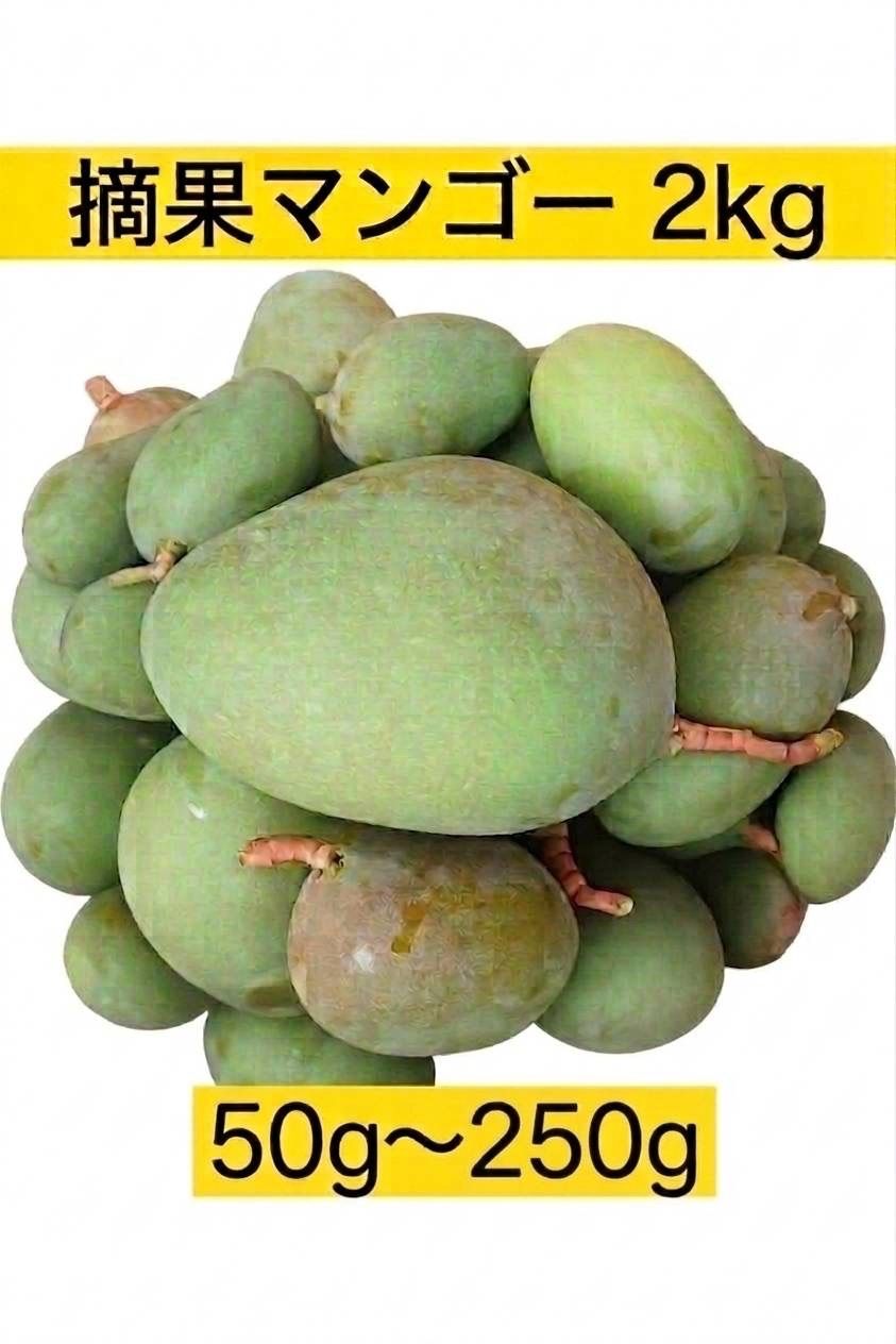 摘果マンゴー　８Kg ⑳ 摘果マンゴー 8kg 【公式通販】