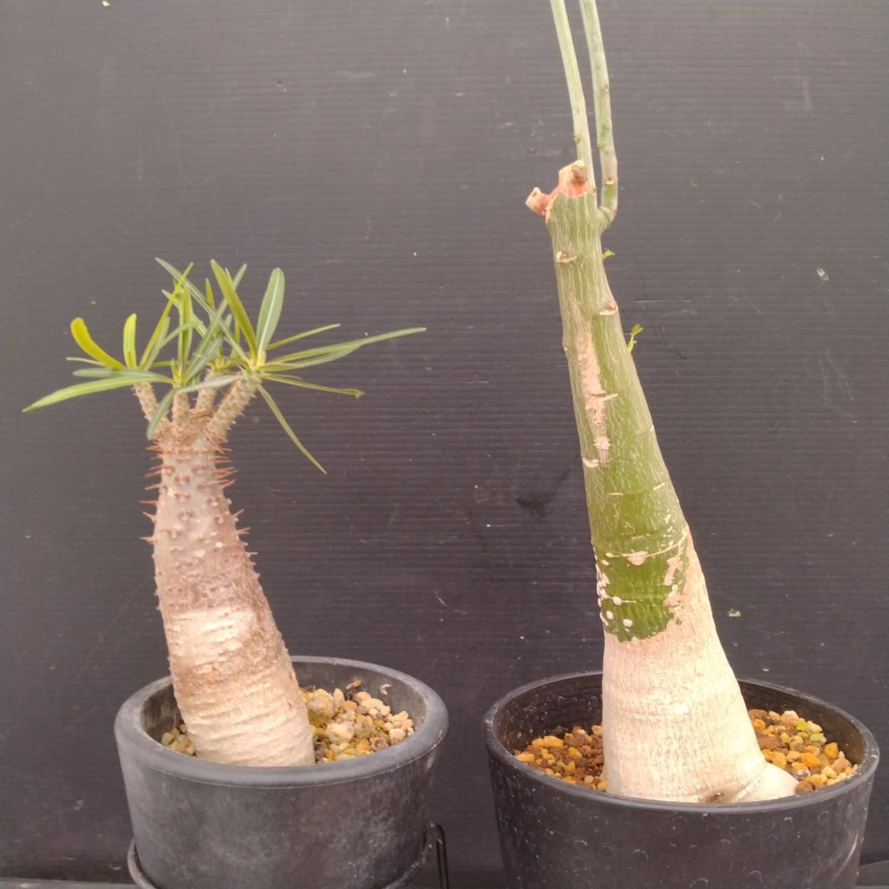 D070 「イベント品」P.グラキリス・A.フルチコーサ 　鉢植え2株セット【発根未確認・多肉植物・塊根植物】