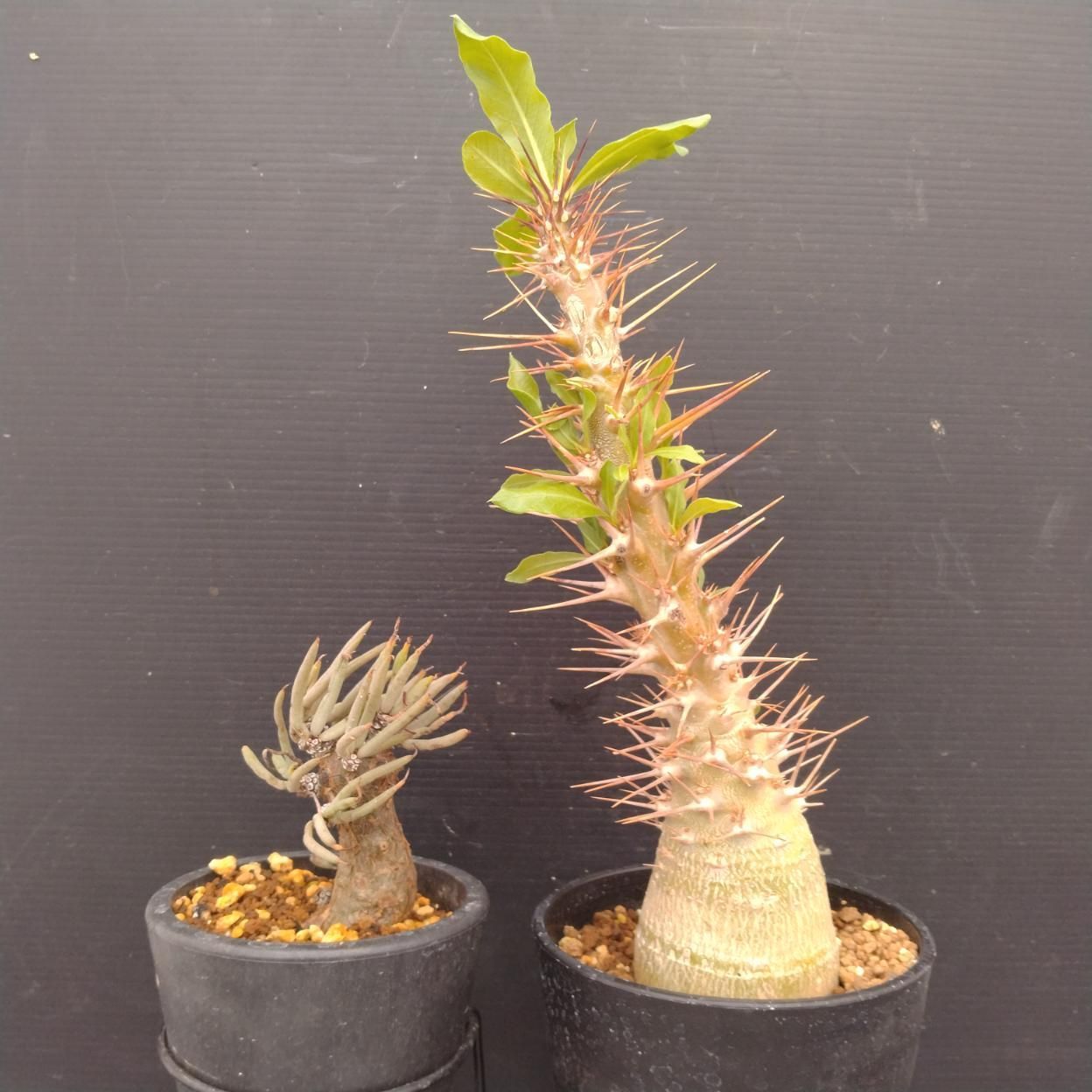 D071 「イベント品」T.ペアルソニー・P.レアリー接ぎ木 　鉢植え2株セット【発根未確認・多肉植物・塊根植物】