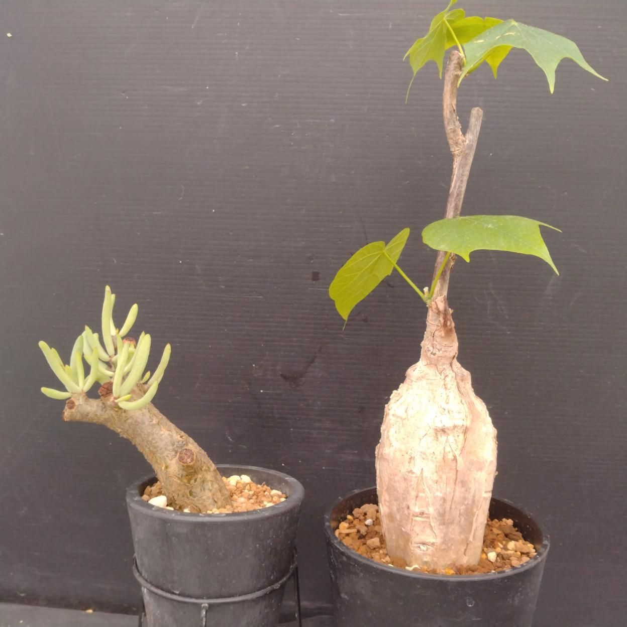 D072 「イベント品」T.ペアルソニー・F.コロラータ 　鉢植え2株セット【発根未確認・多肉植物・塊根植物】