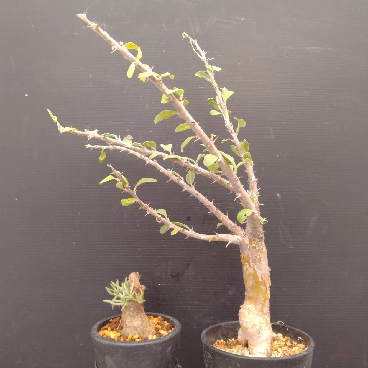 D073 「イベント品」T.ペアルソニー・セサモタムナス 　鉢植え2株セット【発根未確認・多肉植物・塊根植物】