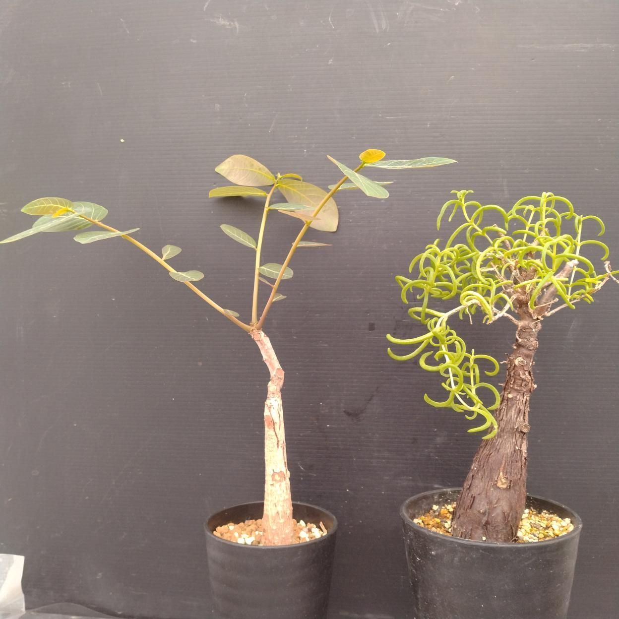 D080 「イベント品」メストクレマ・F.ミラビリス 　鉢植え2株セット【発根未確認・多肉植物・塊根植物】