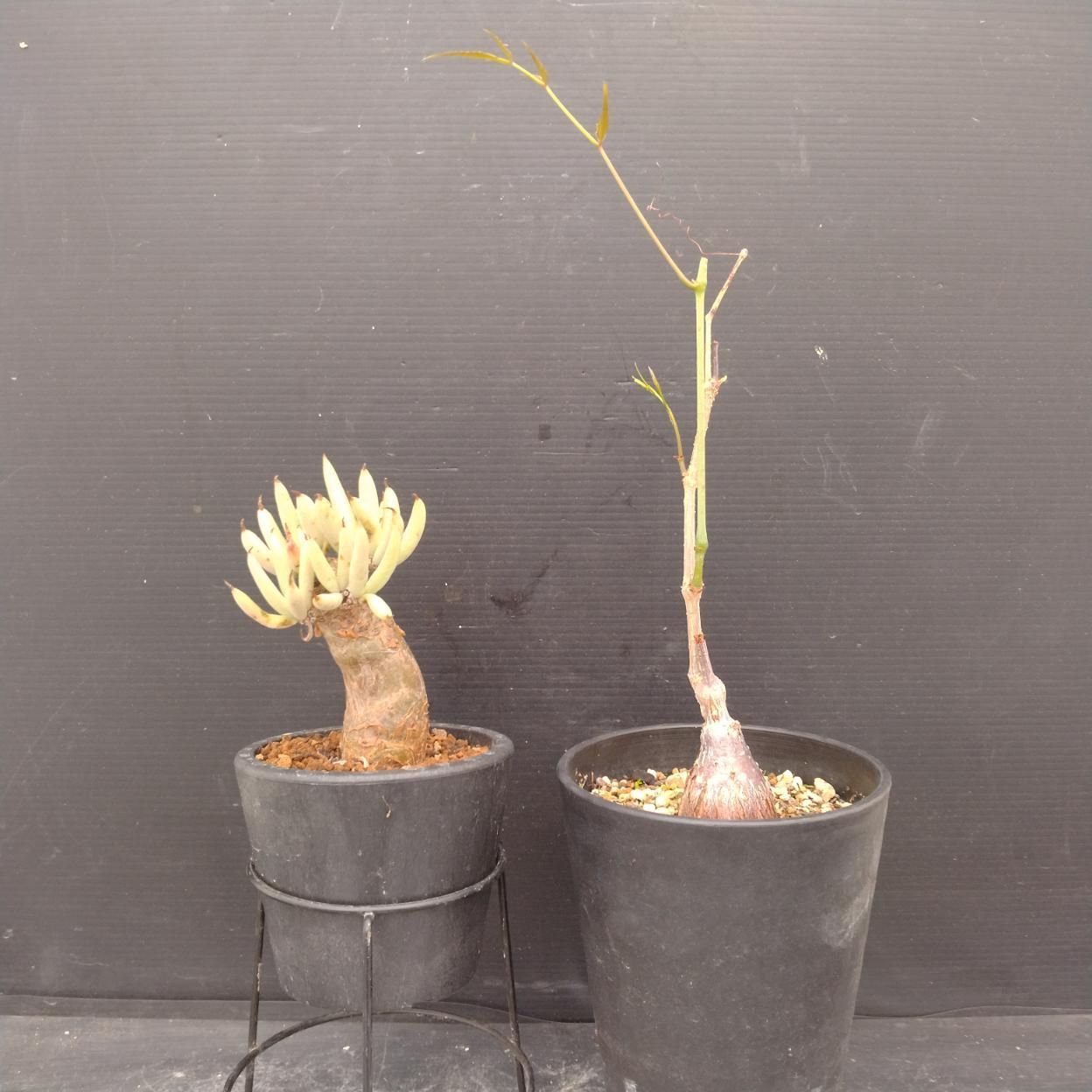 D081 「イベント品」T.ペアルソニー・C.パキプス 　鉢植え2株セット【発根未確認・多肉植物・塊根植物】